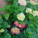 Vivenda Barroso * نازاريه