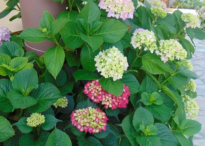 Vivenda Barroso * Nazare